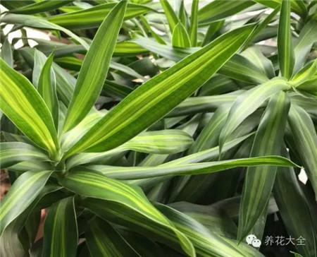 不見(jiàn)光的室內(nèi)適合養(yǎng)的花_室內(nèi)養(yǎng)適合見(jiàn)花的花盆_室內(nèi)適合養(yǎng)什么花招財(cái)