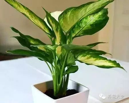 不見(jiàn)光的室內(nèi)適合養(yǎng)的花_室內(nèi)養(yǎng)適合見(jiàn)花的花盆_室內(nèi)適合養(yǎng)什么花招財(cái)