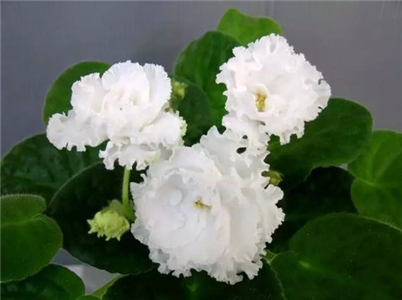 不見(jiàn)光的室內(nèi)適合養(yǎng)的花_室內(nèi)養(yǎng)適合見(jiàn)花的花盆_室內(nèi)適合養(yǎng)什么花招財(cái)