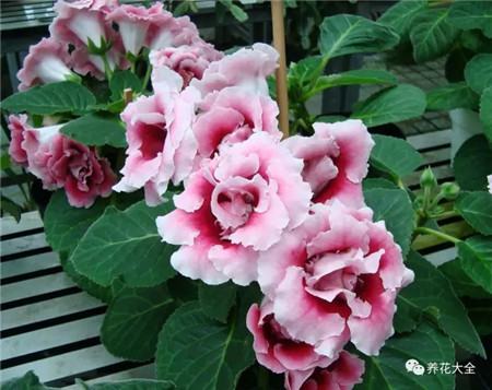 不見(jiàn)光的室內(nèi)適合養(yǎng)的花_室內(nèi)適合養(yǎng)什么花招財(cái)_室內(nèi)養(yǎng)適合見(jiàn)花的花盆