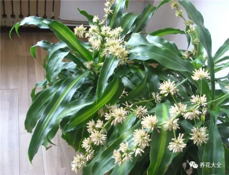 不見(jiàn)光的室內(nèi)適合養(yǎng)的花_室內(nèi)養(yǎng)適合見(jiàn)花的花盆_室內(nèi)適合養(yǎng)什么花招財(cái)