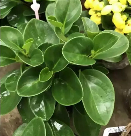 室內(nèi)養(yǎng)適合見(jiàn)花的花盆_室內(nèi)適合養(yǎng)什么花招財(cái)_不見(jiàn)光的室內(nèi)適合養(yǎng)的花