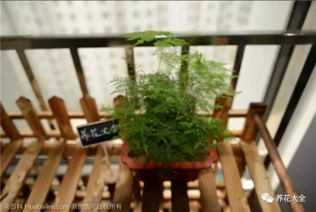 不見(jiàn)光的室內(nèi)適合養(yǎng)的花_室內(nèi)養(yǎng)適合見(jiàn)花的花盆_室內(nèi)適合養(yǎng)什么花招財(cái)