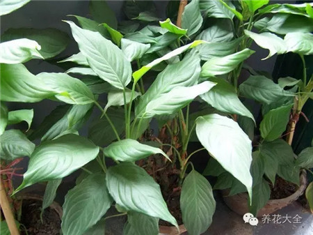 室內(nèi)養(yǎng)適合見(jiàn)花的花盆_不見(jiàn)光的室內(nèi)適合養(yǎng)的花_室內(nèi)適合養(yǎng)什么花招財(cái)
