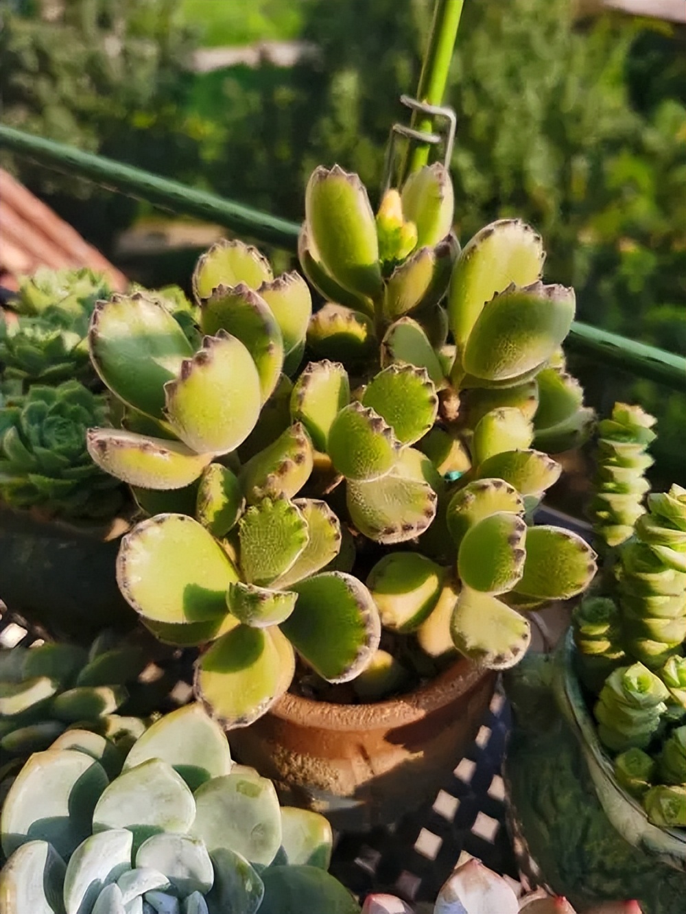 越養越旺的5種多肉植物，皮實好養愛爆盆，看看你喜歡哪種？