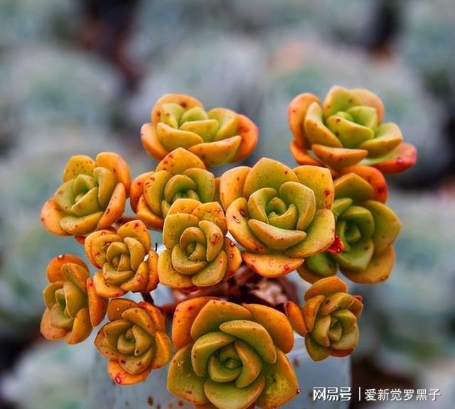 5款愛爆盆的多肉，大半年新芽擠滿盆，秋冬曬曬狀態美極了