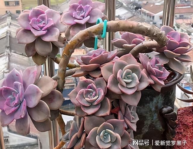 多肉植物阿倫培好養嗎_多肉阿倫培用什么土_阿倫培多肉好養嗎