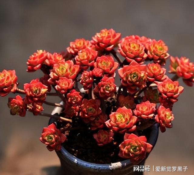 多肉植物阿倫培好養嗎_阿倫培多肉好養嗎_多肉阿倫培用什么土