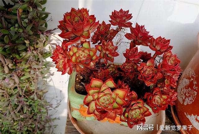 多肉植物阿倫培好養嗎_阿倫培多肉好養嗎_多肉阿倫培用什么土