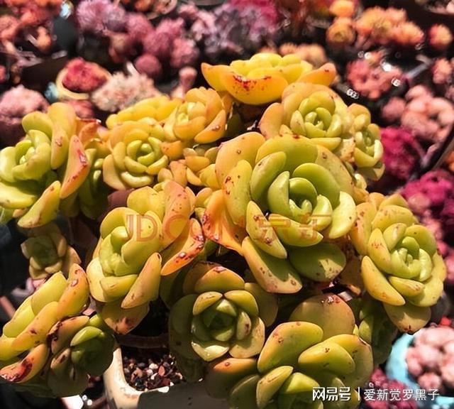 多肉阿倫培用什么土_多肉植物阿倫培好養嗎_阿倫培多肉好養嗎