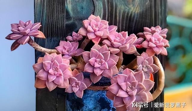 多肉阿倫培用什么土_阿倫培多肉好養嗎_多肉植物阿倫培好養嗎