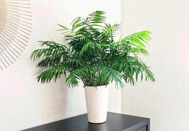 綠植真的能凈化空氣嗎_凈化空氣綠植排名_凈化空氣綠植十大排名