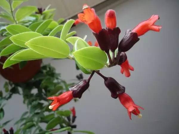 北方室內(nèi)養(yǎng)什么花好養(yǎng)_北方室內(nèi)適合養(yǎng)的花_適合北方室內(nèi)養(yǎng)的花
