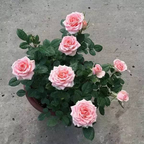 北方室內(nèi)養(yǎng)什么花好養(yǎng)_適合北方室內(nèi)養(yǎng)的花_北方室內(nèi)適合養(yǎng)的花