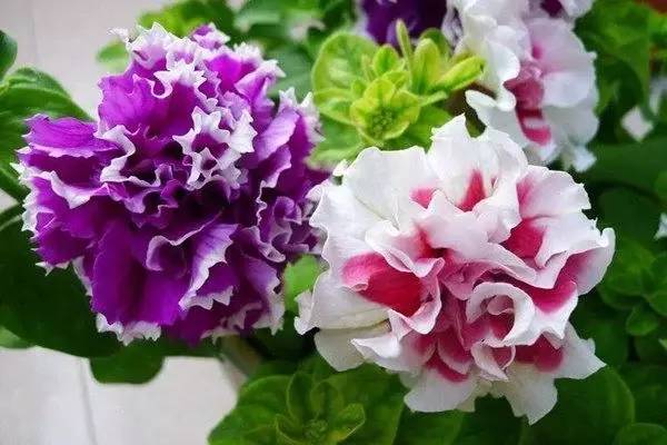 適合北方室內(nèi)養(yǎng)的花_北方室內(nèi)適合養(yǎng)的花_北方室內(nèi)養(yǎng)什么花好養(yǎng)