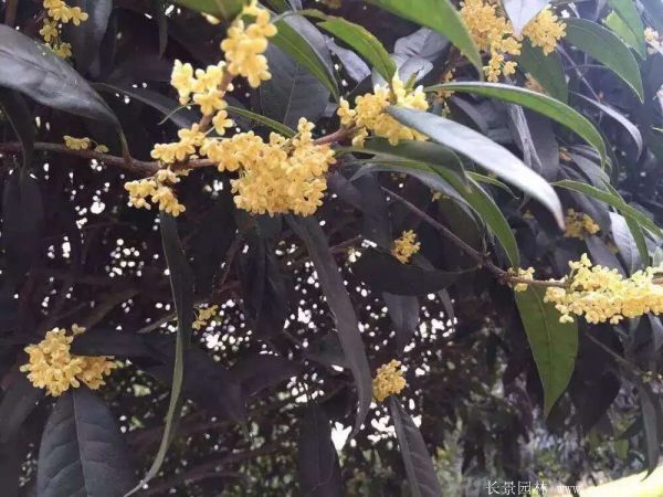 耐陰的爬藤花_花卉耐陰爬藤有那些品種_耐陰的爬藤花卉有哪些