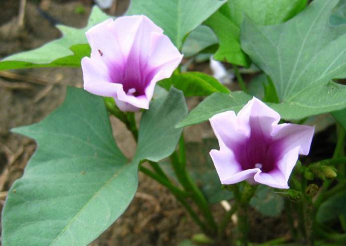 民諺“紅薯開花，夫妻分家”，這說法靠譜嗎？紅薯開花好不好？