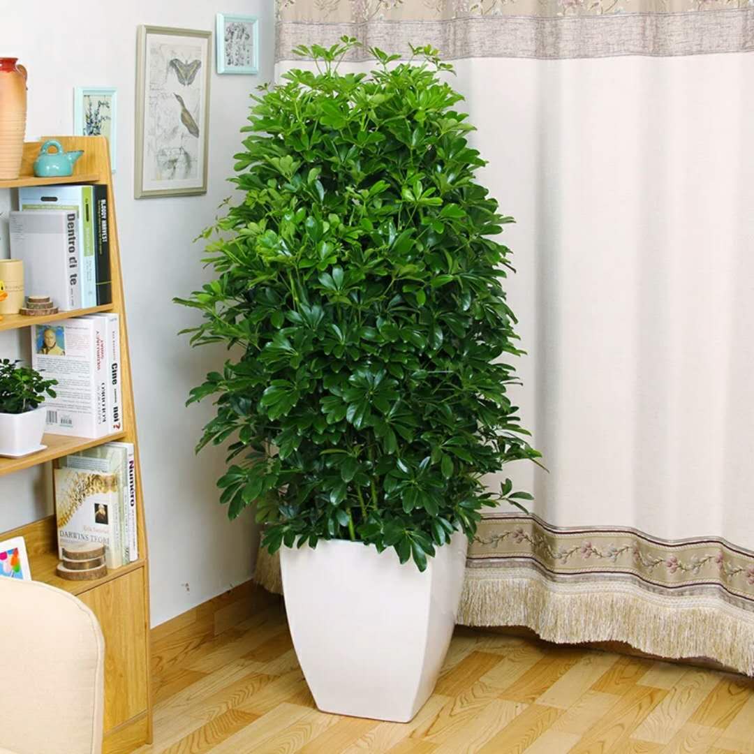 家里適合養(yǎng)哪些綠植_養(yǎng)綠植適合家里養(yǎng)的植物_養(yǎng)綠植適合家里養(yǎng)嗎