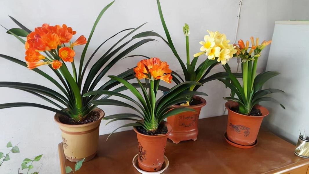 家里適合養(yǎng)哪些綠植_養(yǎng)綠植適合家里養(yǎng)嗎_養(yǎng)綠植適合家里養(yǎng)的植物