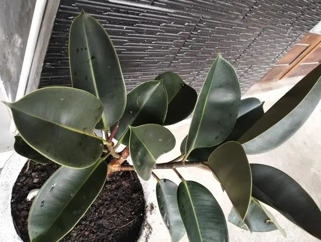 哪些盆栽適合放室內 且好養_盆栽室內養適合放好的植物_室內盆栽擺放
