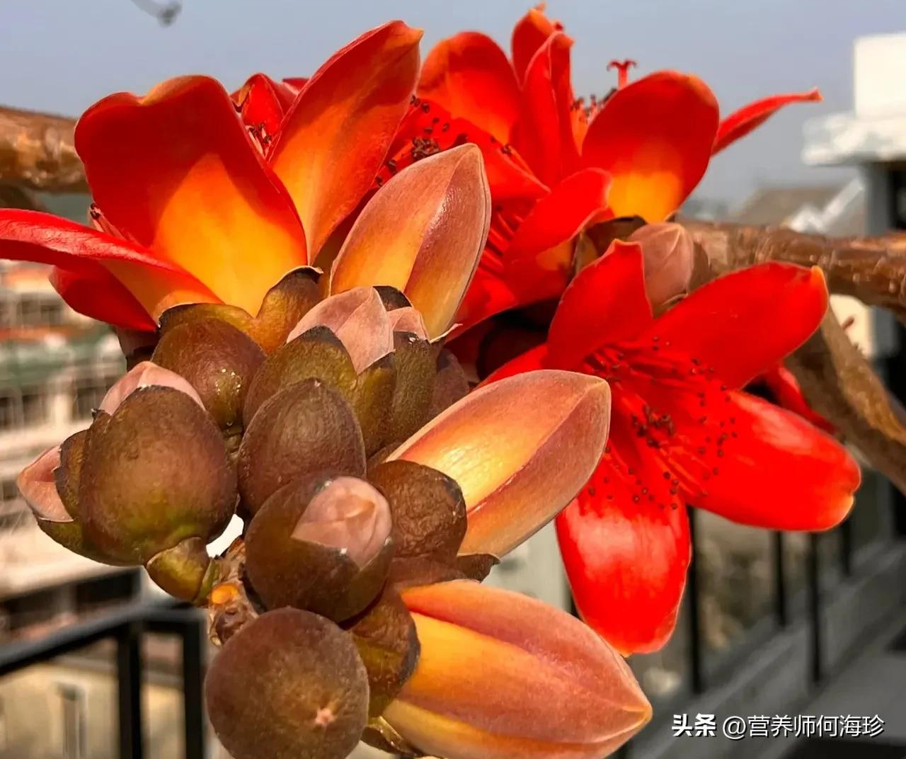 家里養斑馬花好不好_好養斑馬花家里養好嗎_斑馬花適合家庭養嗎