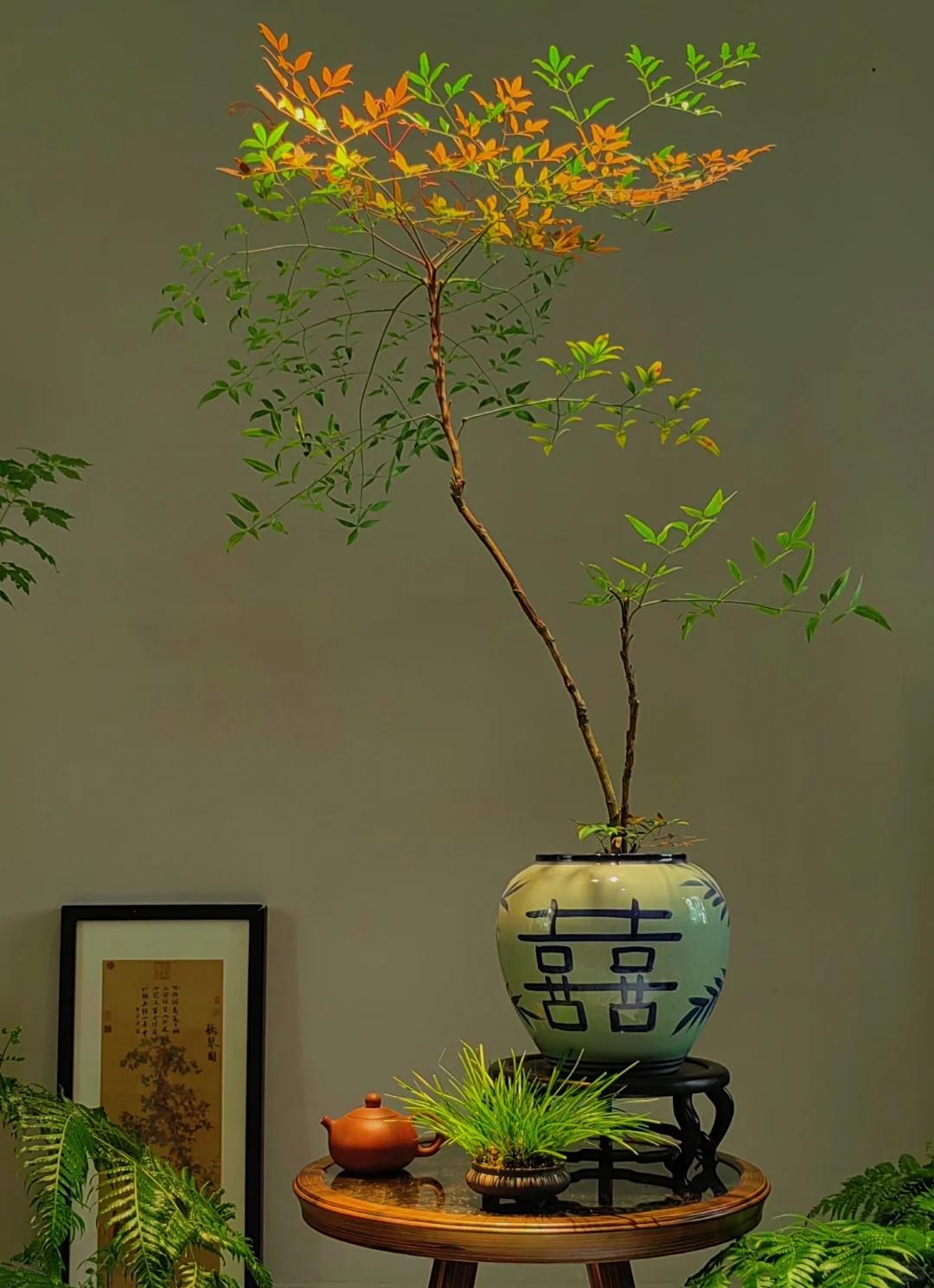 客廳養綠植適合有什么植物_適合在客廳養的綠植有哪些_客廳養綠植適合有什么花
