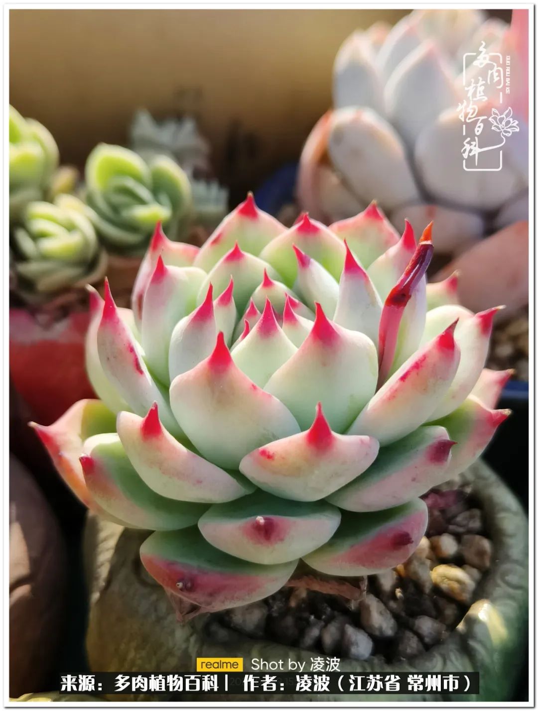 包郵區(qū)多肉的美好春色，愿我們在這個深坑里永遠快樂