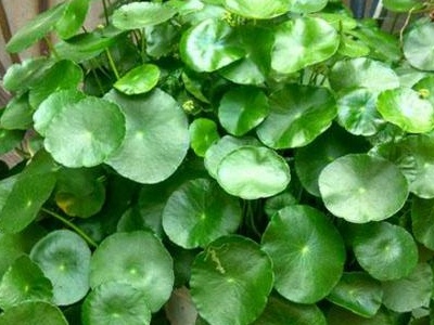 養植物家里會有螞蟻怎么辦_家里養什么植物最好_養植物家里有小飛蟲
