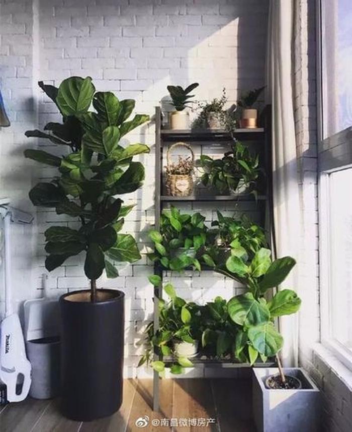 什么植物適合陽臺(tái)養(yǎng)而且好活；陽臺(tái)放什么綠植最好