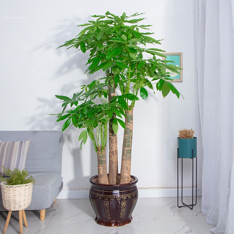 大盆植物客廳_客廳好養的大盆植物_盆栽客廳擺放