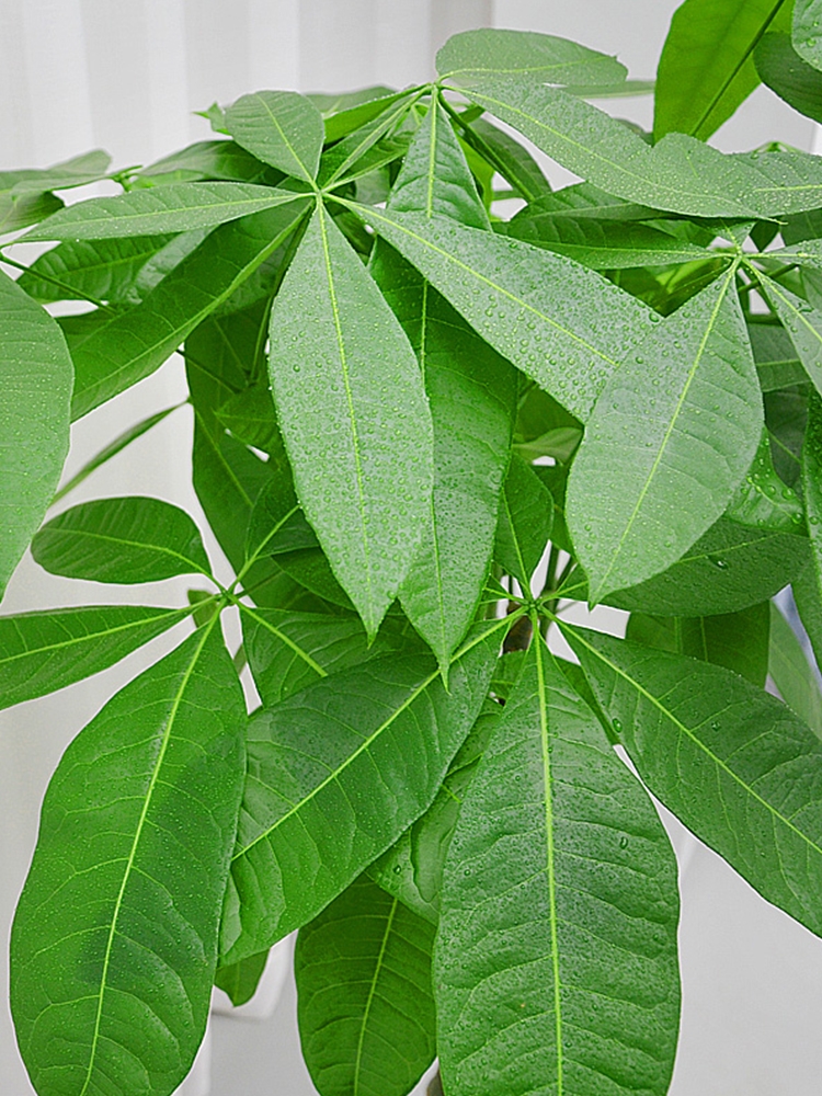 盆栽客廳擺放_客廳好養的大盆植物_大盆植物客廳