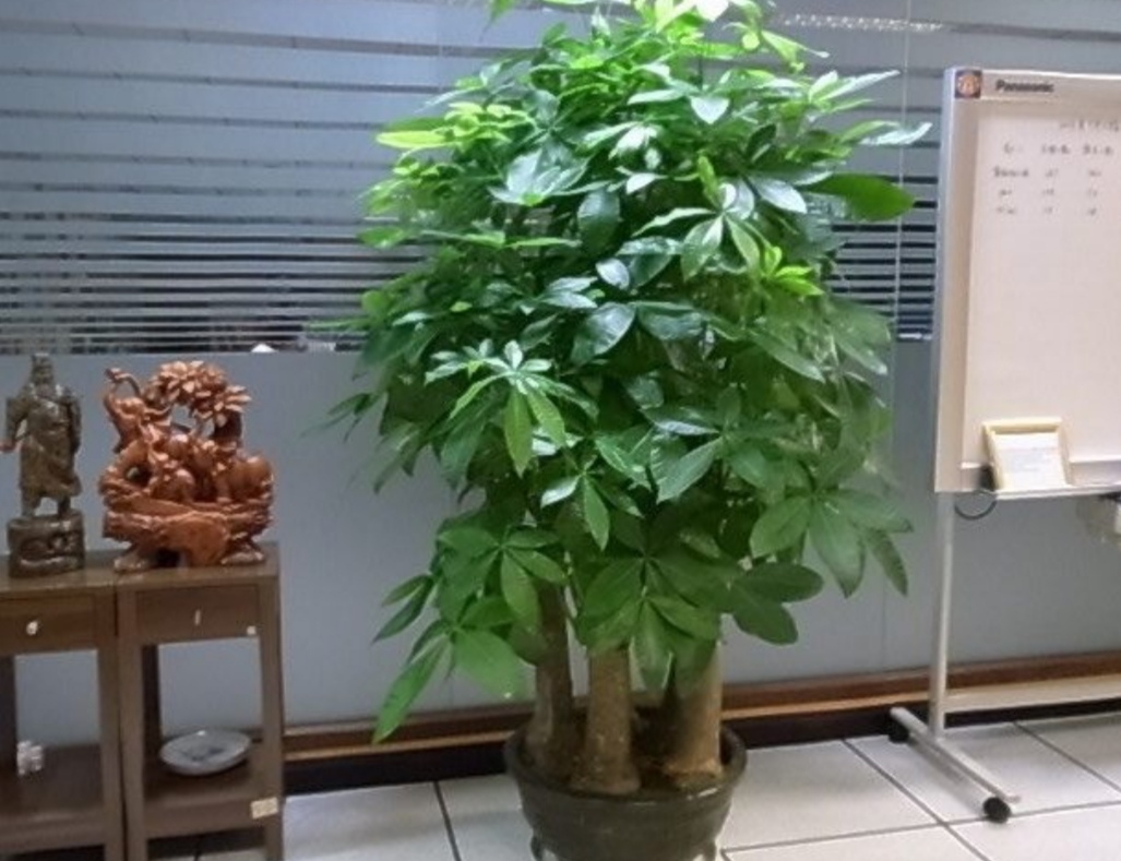 盆栽客廳擺放_客廳好養的大盆植物_大盆植物客廳