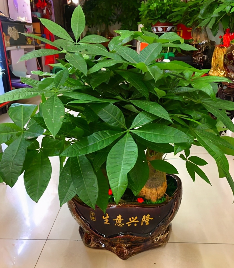 客廳好養的大盆植物_大盆植物客廳_盆栽客廳擺放
