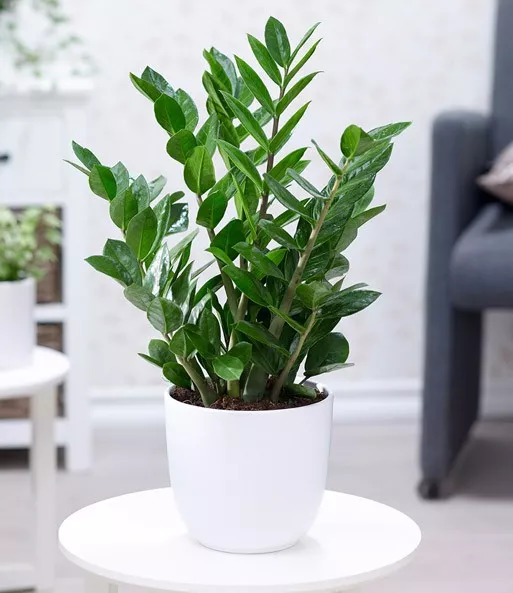 大盆植物客廳_盆栽客廳擺放_客廳好養的大盆植物