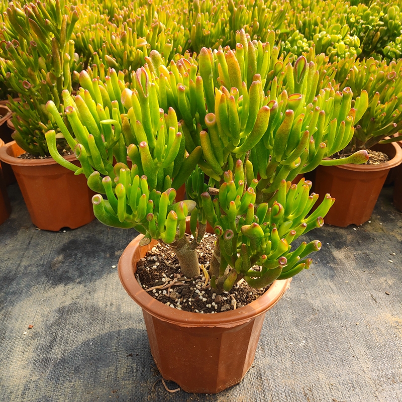 盆栽客廳擺放_大盆植物客廳_客廳好養的大盆植物