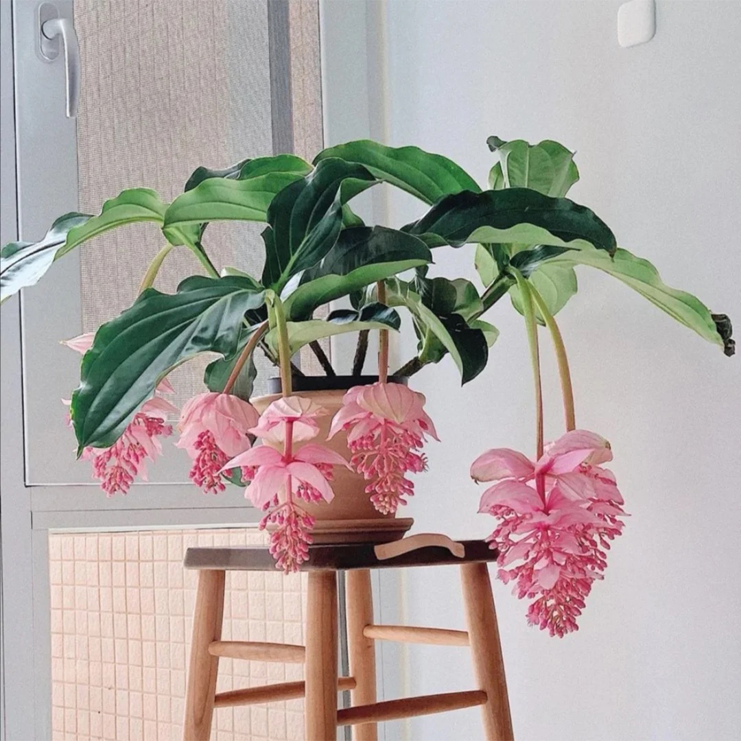 盆栽客廳擺放_客廳好養的大盆植物_大盆植物客廳