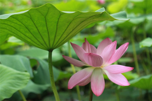 感恩節適合送什么花(感恩節適合送什么花給朋友)