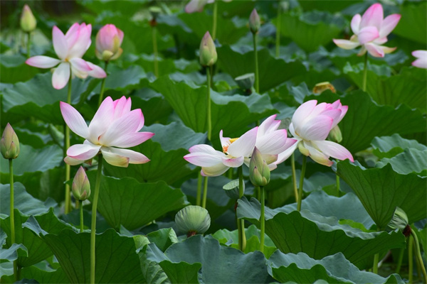 適合室內(nèi)養(yǎng)的大葉綠植(適合室內(nèi)養(yǎng)的大葉子植物)