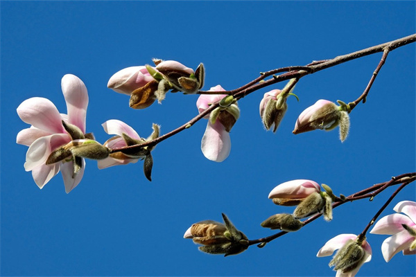 綠植盆栽室內(nèi)好養(yǎng)耐寒(綠植盆栽室內(nèi)好養(yǎng)耐寒的植物)