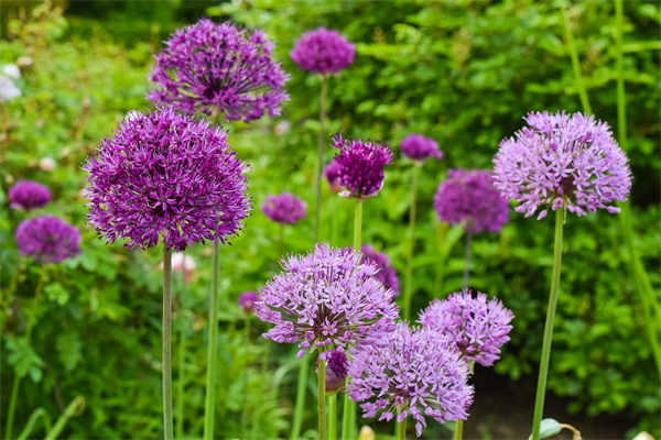 現(xiàn)在怎樣給盆栽的臘梅花澆水?(現(xiàn)在怎樣給盆栽的臘梅花澆水最好)