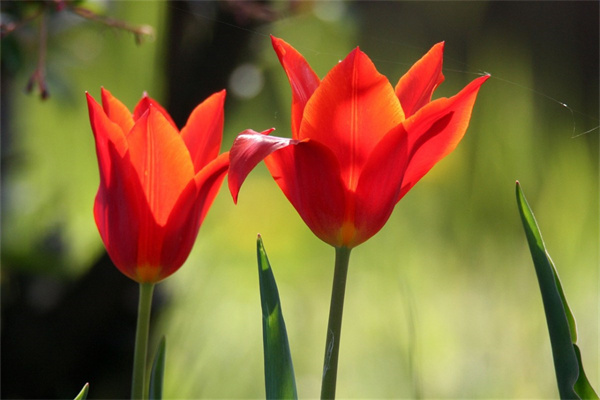 月季花盆栽批發(fā)(盆栽月季批發(fā)價格)