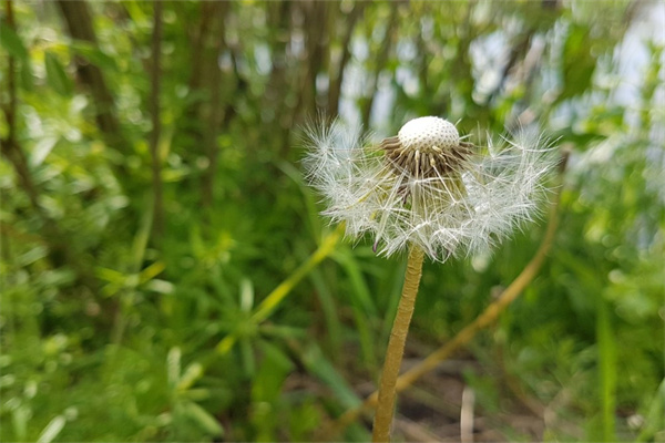 初春的花朵(初春的花朵描述詞句)