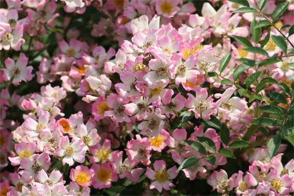 客廳綠植哪種好養(yǎng)(客廳綠植哪種好養(yǎng)護(hù))