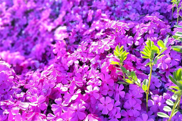 庭院綠植批發(fā)(綠植花卉種植批發(fā)基地)
