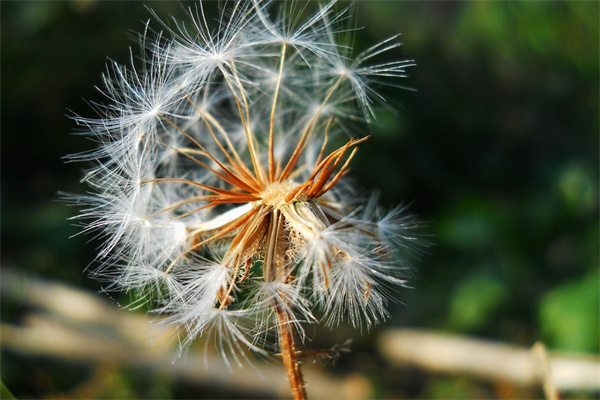 耐寒花卉盆景室內(nèi)盆栽(耐寒的室內(nèi)盆栽盆景花卉)