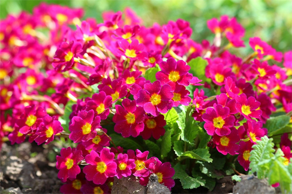 沒(méi)有刺的爬藤月季花有哪些品種(十大爬藤月季排名勤花)