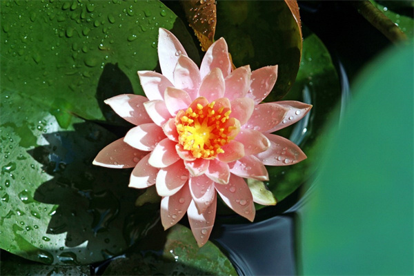 耐寒花卉排行榜前十名(冬季里最耐寒的花卉介紹)