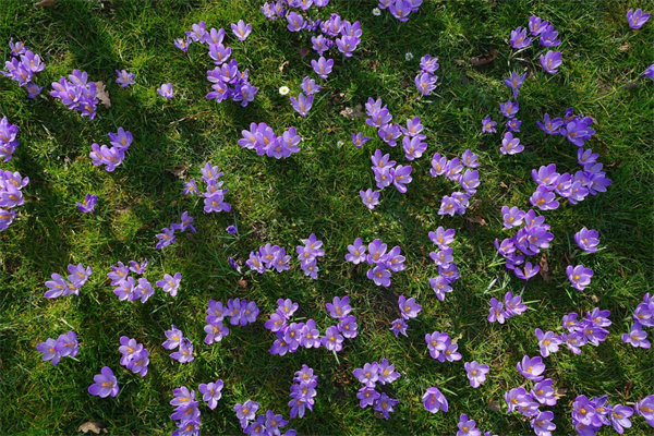 瑞香花怎么養(yǎng)才好(有關(guān)瑞香的養(yǎng)殖技巧)