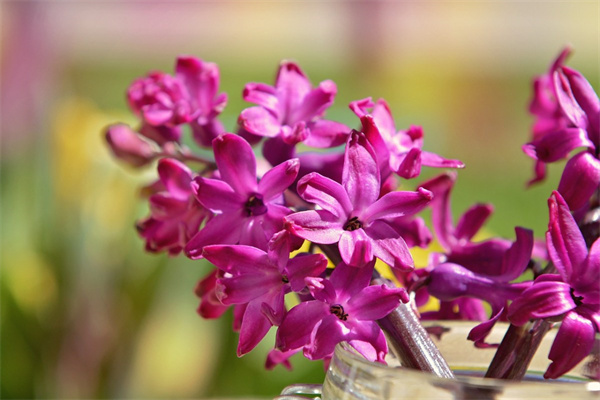 海棠花什么季節開花(四季海棠花的養殖方法講解)