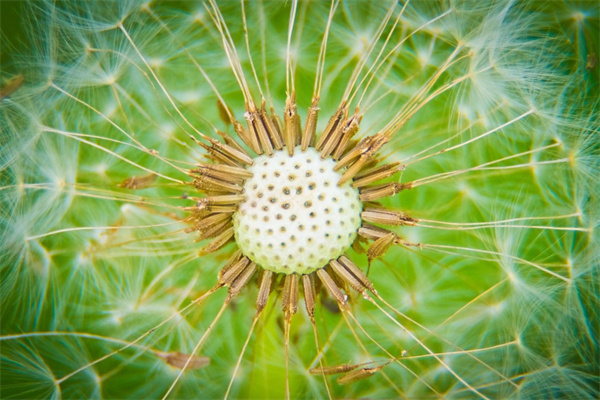 玫瑰花的功效我玫瑰花的功效(玫瑰花的功效與作用的功效)